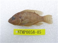 藏品(吉利慈鯛)的圖片